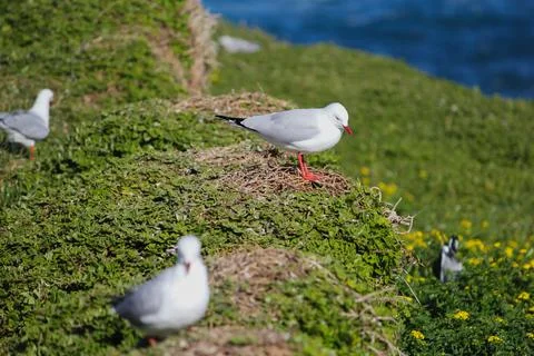 Gulls Nesting on Phillip Island Cliffs - 20 September 2011 Stock Photos