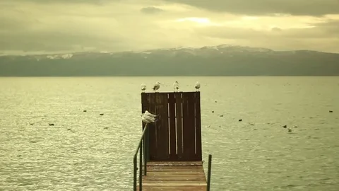 Gulls in Ohrid, Macedonia Stock Footage 84703582