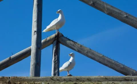 Gulls with an open beak synchronously turned their heads on Svalbard Stock Photos