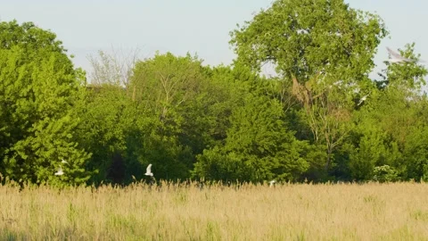 Gulls or Terns Flying Over Ros River in Ukraine on a Sunny Summer Day Stock Footage 326375104