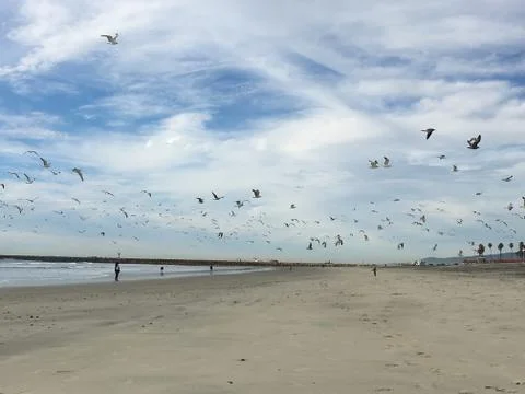 Gulls over beach Stock Photos