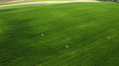 Gulls over field Stockbeeldmateriaal 154302434