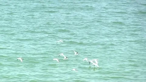 Gulls over the sea Stock Footage 11185217