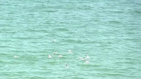Gulls over the sea Stock Footage 11185220