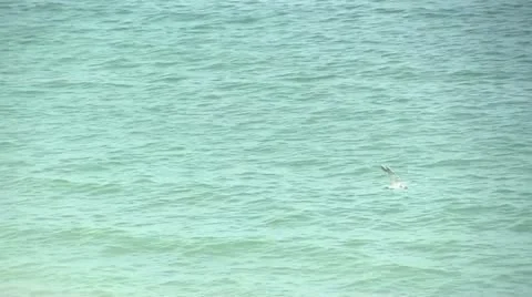 Gulls over the sea Stock Footage 11185221