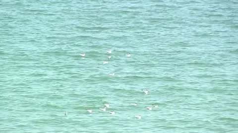 Gulls over the sea Stock Footage 11185222