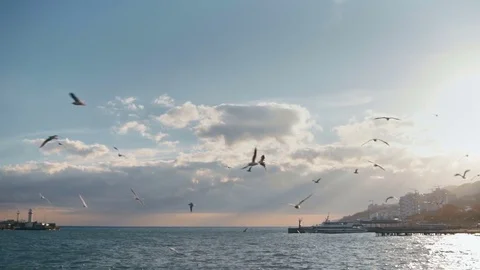 Gulls over the sea Stock Footage 83412096