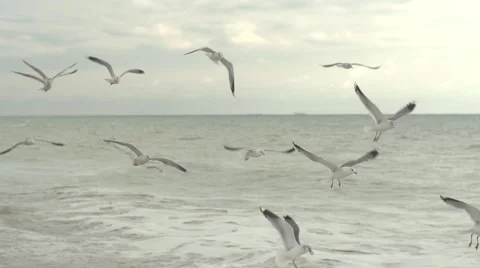 Gulls over the. Slow motion. Stock Footage 52721369