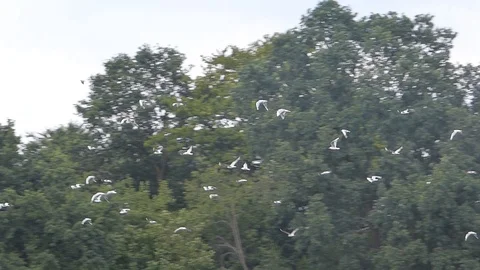 Gulls over trees Stock Footage 93393961