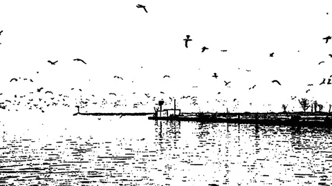 Gulls over water 動画素材 144677884
