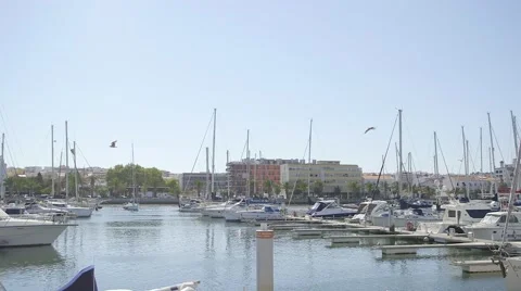 Gulls over the yachts Stock Footage 55843513