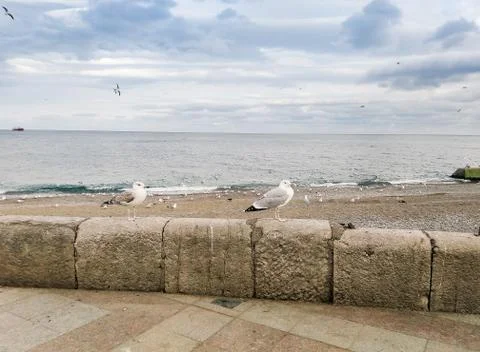Gulls on the parapet. 写真素材