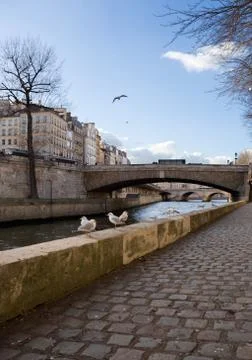 Gulls in paris Stockfoto's