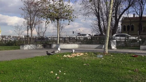Gulls in the park Stock Footage 71120284