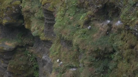 Gulls Perched Along the Cliffs of Mulagljufur Canyon, Iceland Stock Footage 345276406