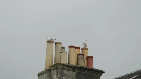 Gulls Perched on House Chimney Pots, Slow Motion Vidéo 343148059