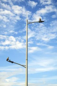 Gulls Perching on a Lamppost Stock Photos