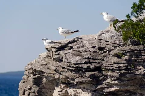 Gulls Stock Photos