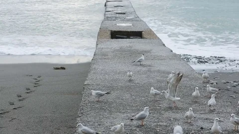 Gulls on the pier during a storm. Sea waves Stock Footage 73686953