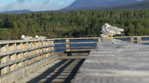 Gulls on Pier Stock Footage 844011