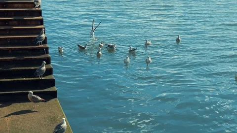 Gulls at the pier Stock Footage 87199072