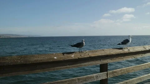 Gulls in a pier Stock Footage 100161737