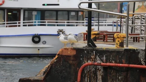 Gulls on the pier port Stock Footage 88558696