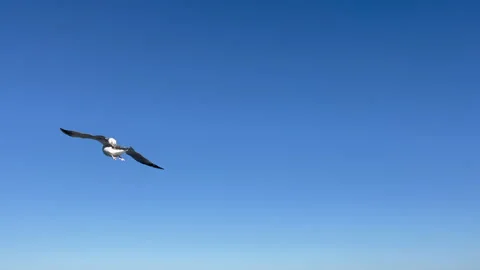 Gulls plan against the wind Stock Footage 160420626