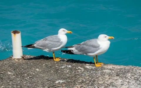 Gulls on the quay Stock Photos