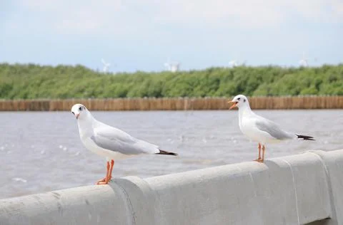Gulls on a Rail Stock Photos