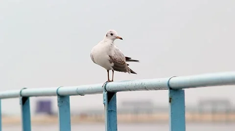 Gulls on the rails of bridge Video stock 68618910