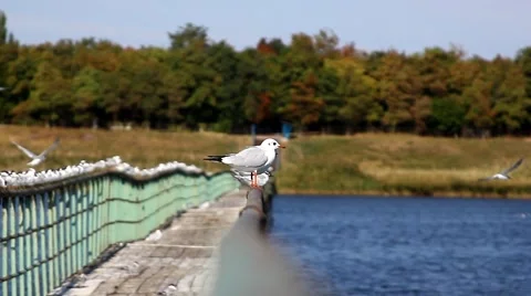 Gulls on the rails of bridge Stock Footage 68619966