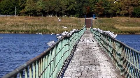 Gulls on the rails of bridge Stock Footage 68619991