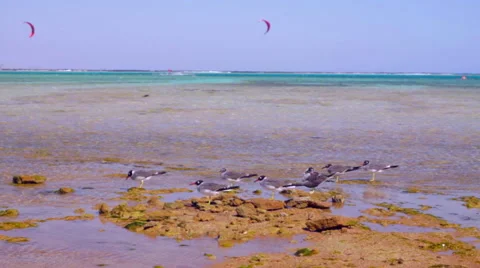 Gulls on the Red Sea Stock Footage 58603092