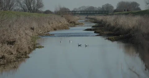 Gulls rest on the River Stock Footage 170134496