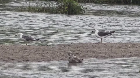 Gulls Resting and Bathing in a Shallow Stream Stock Footage 340757991