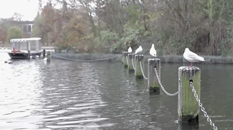 Gulls resting on the dock of a river Video stock 44081511