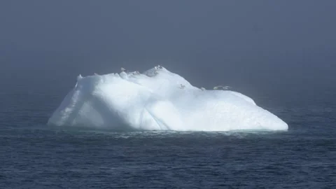 Gulls Resting on Iceberg Through Atmospheric Shimmer in Nuuk Stock Footage 345536069