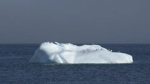 Gulls Resting on Small Iceberg in Calm Waters of Iceland Stock Footage 345536249