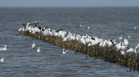 Gulls resting on a spur of dike Stock Footage 40923853