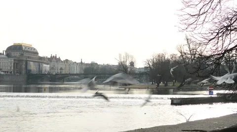 Gulls on the river with city (Prague) in background 스톡 동영상 45509124