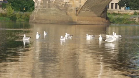 Gulls on the river in Dresden Video stock 236993899