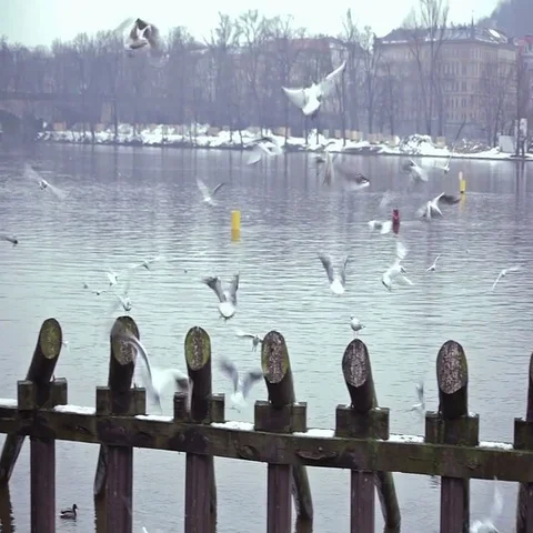 Gulls on the river Stock Footage 69423750