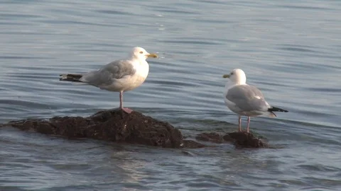 Gulls on a Rock in a Lake Video stock 79474680