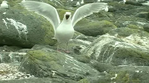 Gulls on the rocks Stock Footage 8987572