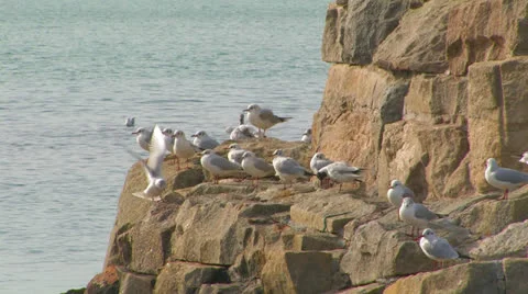 Gulls on the rocks. Stock Footage 27079734