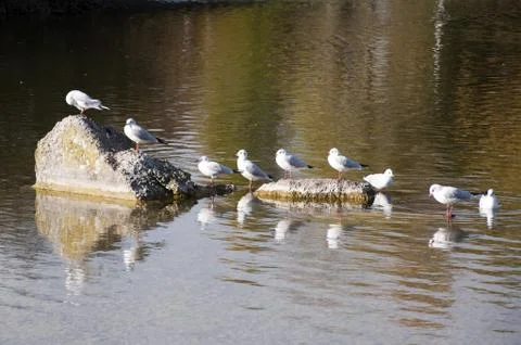 Gulls in the rocks Stock Photos