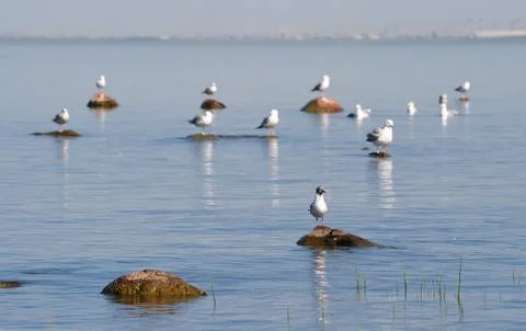 Gulls on the rocks Stock Photos