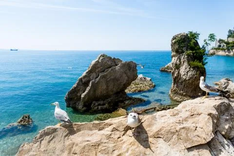 Gulls on the rocks Stock Photos