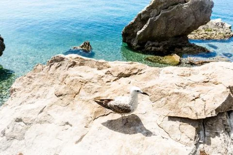 Gulls on the rocks Stock Photos